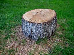 Best Arborist Consultation Services  in Caldwell, ID