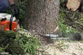 Best Tree and Shrub Care  in Caldwell, ID