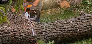 Best Leaf Removal  in Caldwell, ID