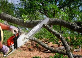 Best Tree Health Inspection  in Caldwell, ID