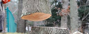 Best Tree Preservation Services  in Caldwell, ID
