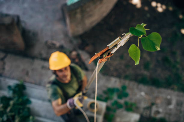 Caldwell, ID Tree Removal Company