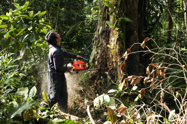 Best Commercial Tree Services  in Caldwell, ID