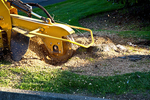 Best Fruit Tree Pruning  in Caldwell, ID