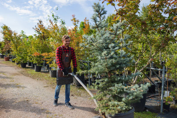 How Our Tree Care Process Works  in  Caldwell, ID