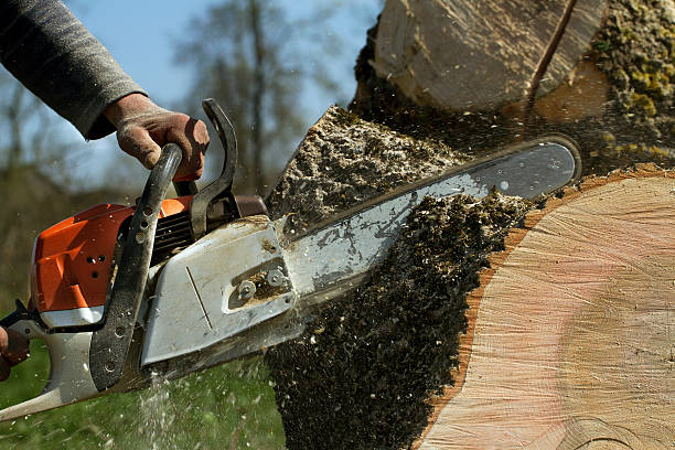 Best Lawn Pest Prevention  in Caldwell, ID