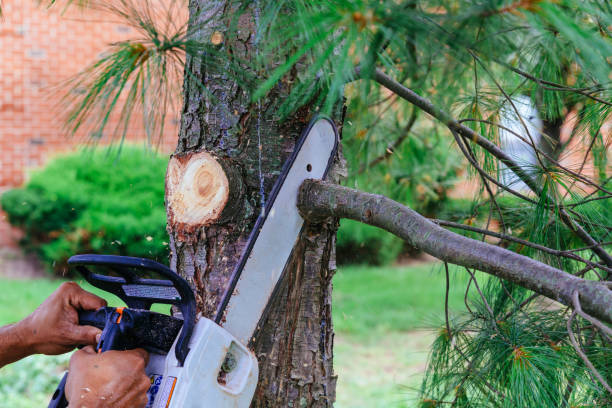  Caldwell, ID Tree Removal Pros